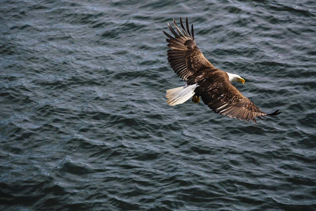 Eagle soaring over open water