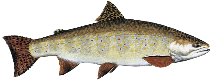 brook trout fish