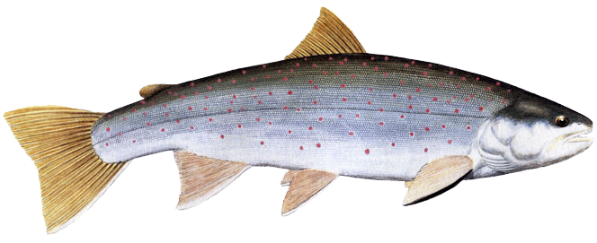 dolly varden trout fish