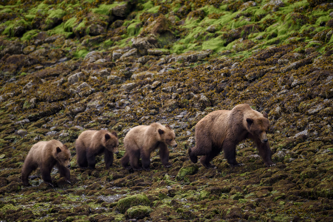 Cubs following Grizzly mom