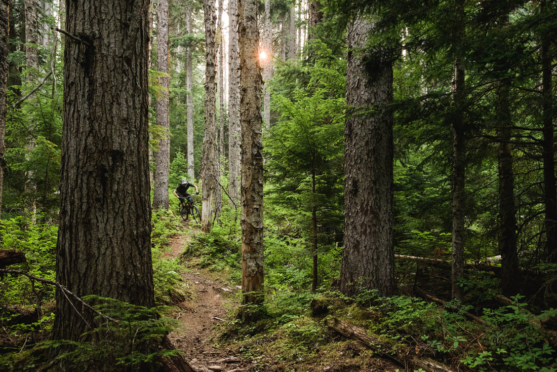 Mountain biker on forested trail