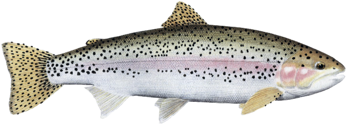 rainbow trout fish