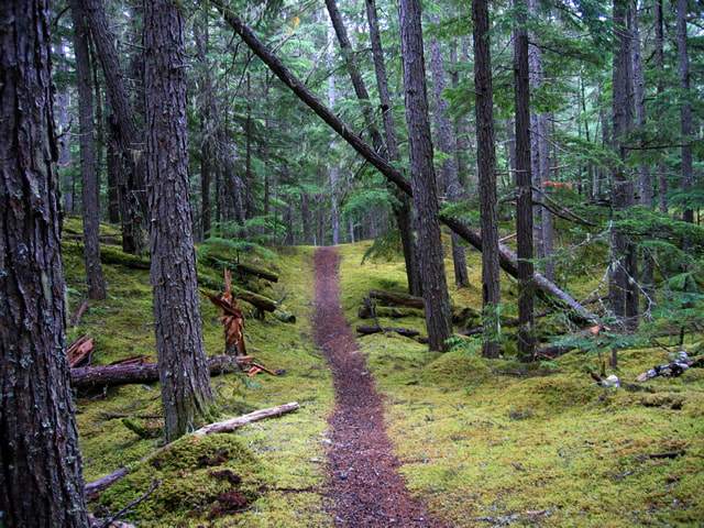 trail in moss covered forest